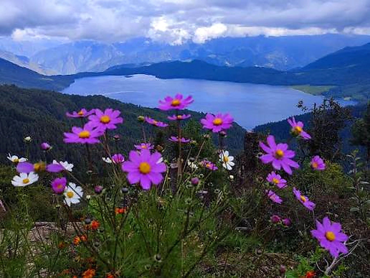 Purple flowers above a Rara Lake view